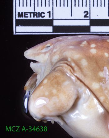 Media type: image;   Herpetology A-34638 Description: Specimen photo;  Aspect: head lateral